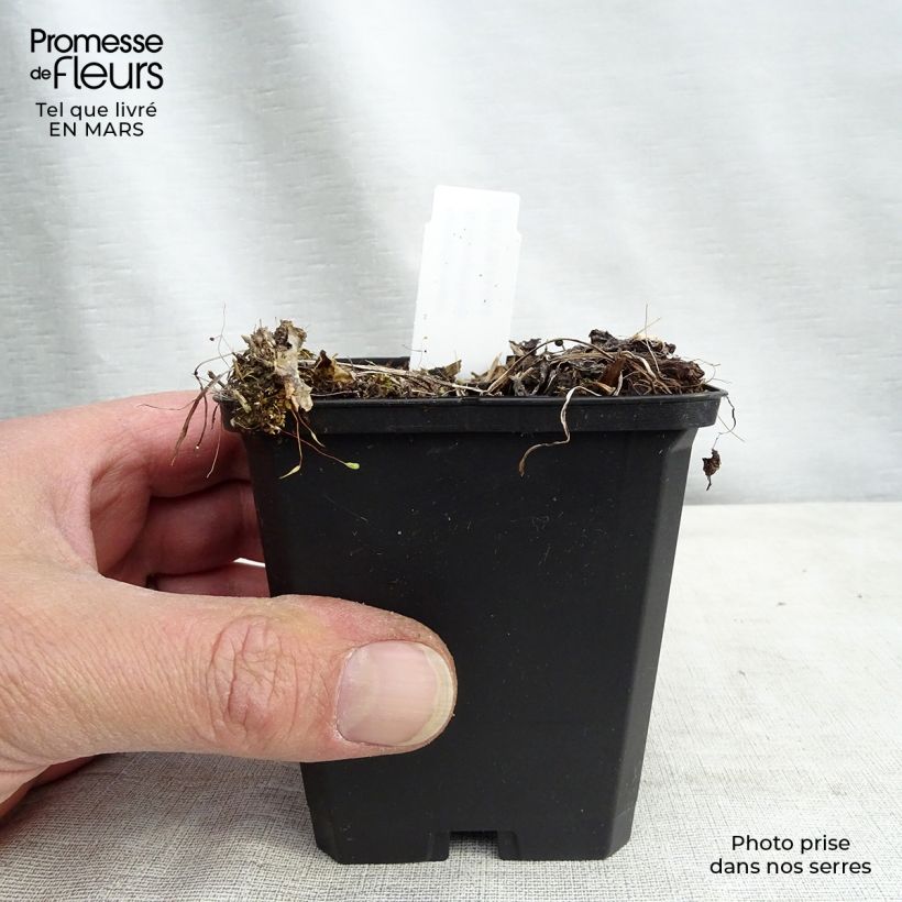 Example of Astrance - Astrantia major Rosensinfonie Kweekpotje van 8/9 cm as you get in hiver