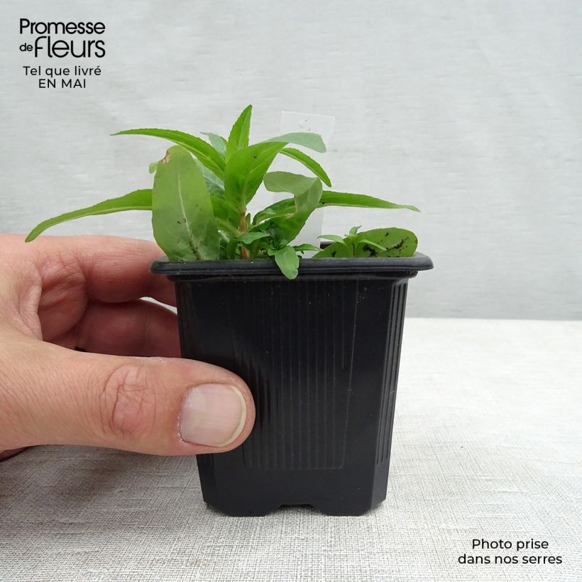 Exemplaar van Astrantia major Rubra - Zeeuws knoopje Kweekpotje van 8/9 cm zoals geleverd in de lente