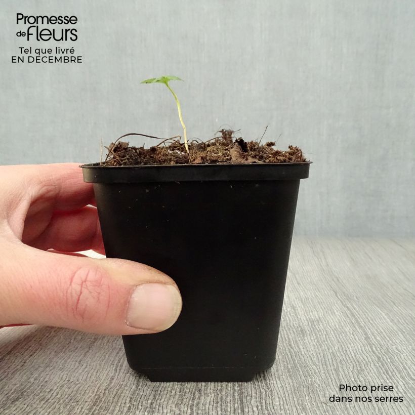 Example of Astrance - Astrantia major Rubra Kweekpotje van 8/9 cm as you get in hiver