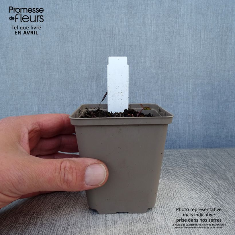 Exemplaar van Astrantia major Ruby Cloud - Zeeuws knoopje Kweekpotje van 8/9 cm zoals geleverd in de lente