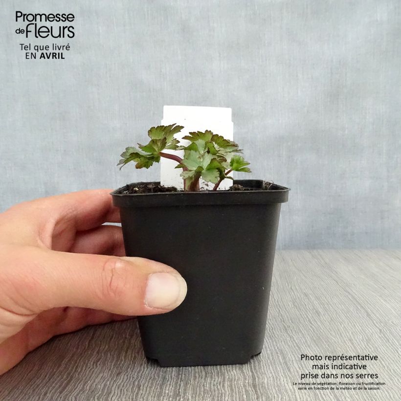 Exemplaar van Astrantia major Ruby Wedding - Zeeuws knoopje Kweekpotje van 8/9 cm zoals geleverd in de lente