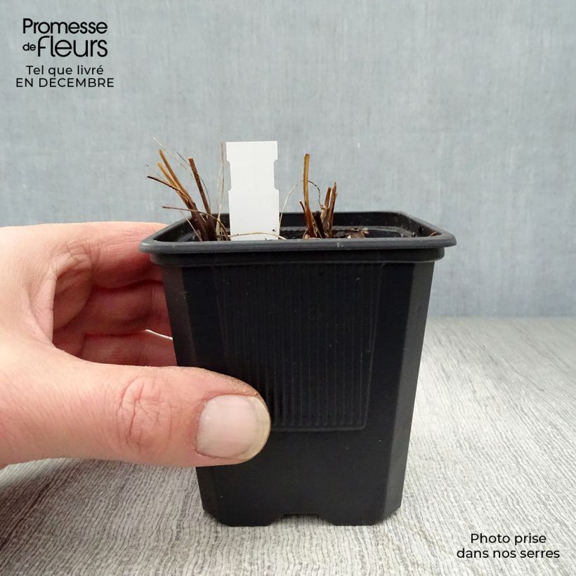 Example of Astrantia major Shaggy - Zeeuws knoopje Kweekpotje van 8/9 cm as you get in hiver