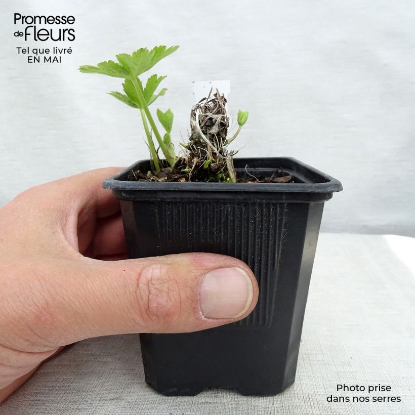 Exemplaar van Astrantia major Shaggy - Zeeuws knoopje Kweekpotje van 8/9 cm zoals geleverd in de lente