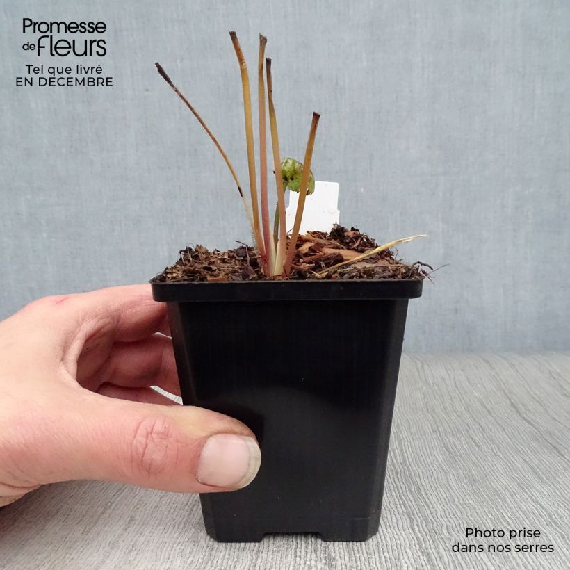 Example of Astrantia major Star of Beauty - Zeeuws knoopje Kweekpotje van 8/9 cm as you get in hiver