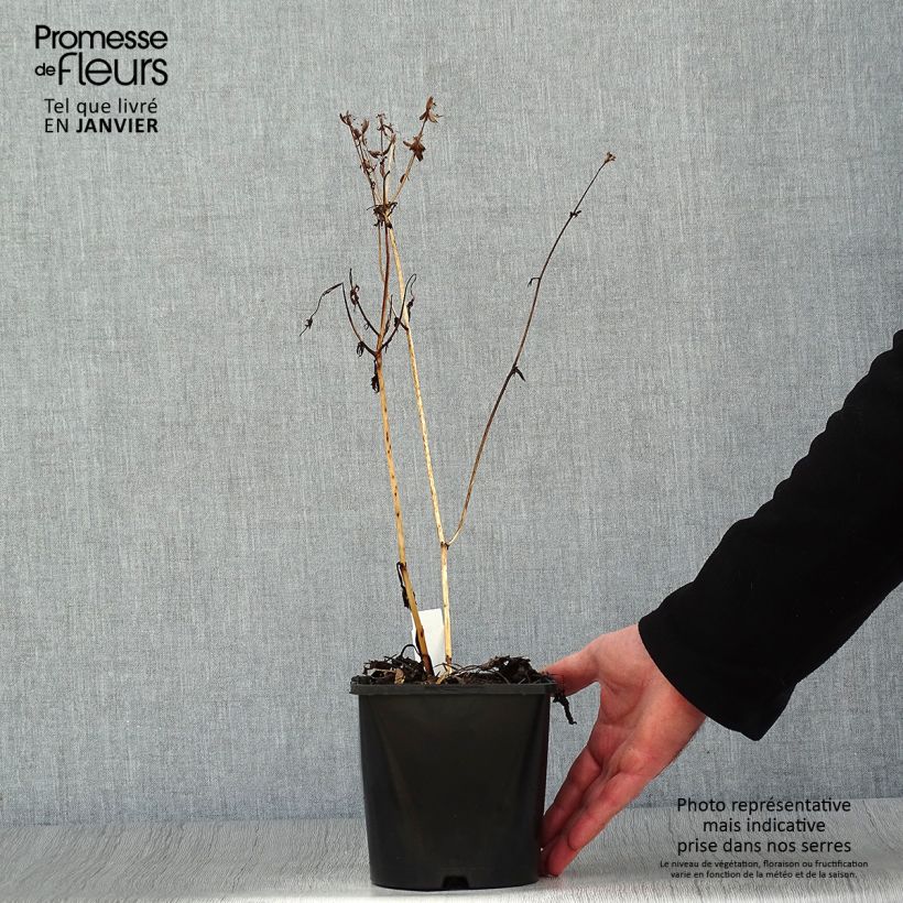 Example of Astrantia major Star of Beauty - Zeeuws knoopje Pot van 1,5 l/2 l as you get in hiver