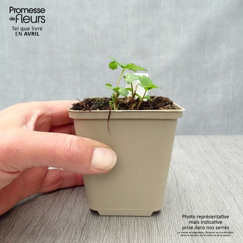 Exemplaar van Astrantia major Star of Passion - Zeeuws knoopje Kweekpotje van 8/9 cm zoals geleverd in de lente