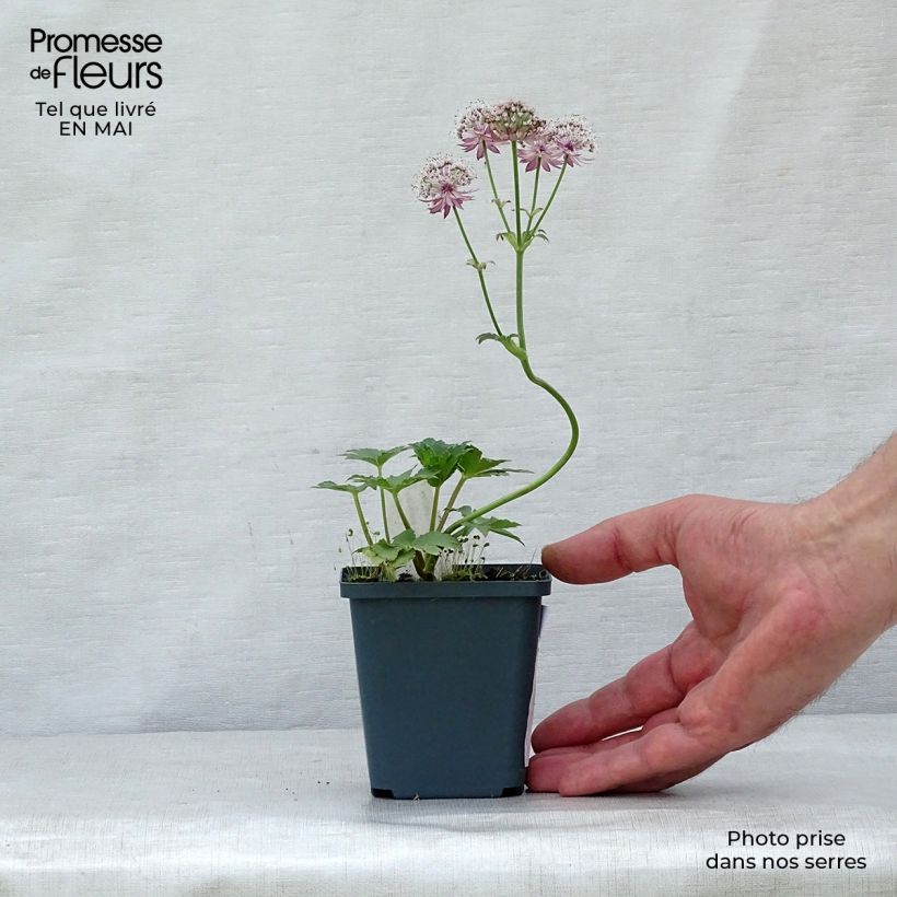 Exemplaar van Astrantia major Star of Treasure - Zeeuws knoopje Kweekpotje van 8/9 cm zoals geleverd in de lente