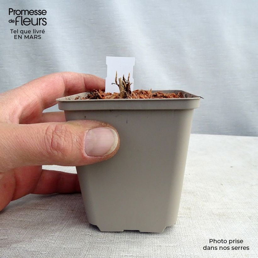 Exemplaar van Astrantia major White Giant - Zeeuws knoopje Kweekpotje van 8/9 cm zoals geleverd in de lente