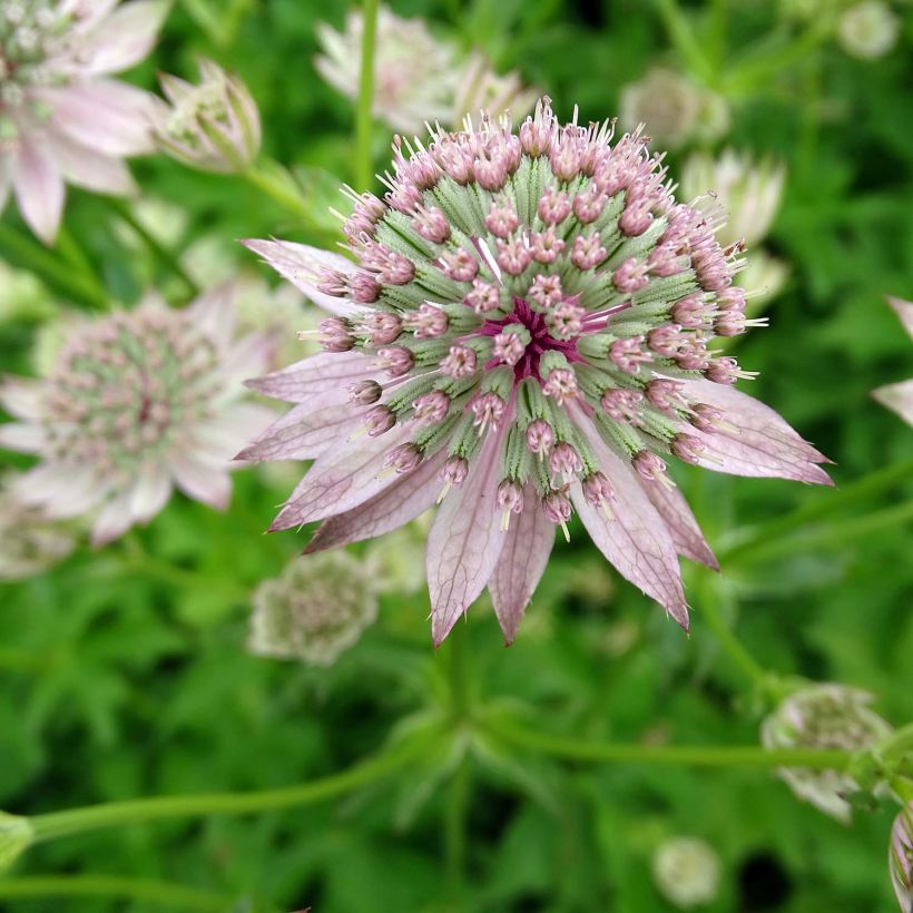 Astrantia major Florence - Zeeuws knoopje (Flowering)