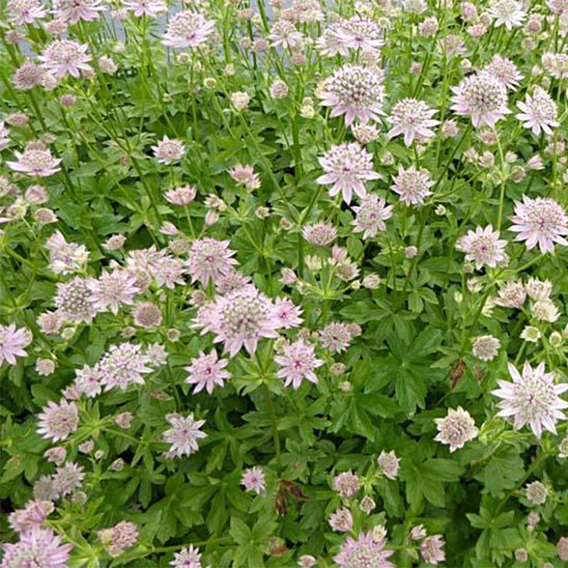 Astrantia major Florence - Zeeuws knoopje (Plant habit)