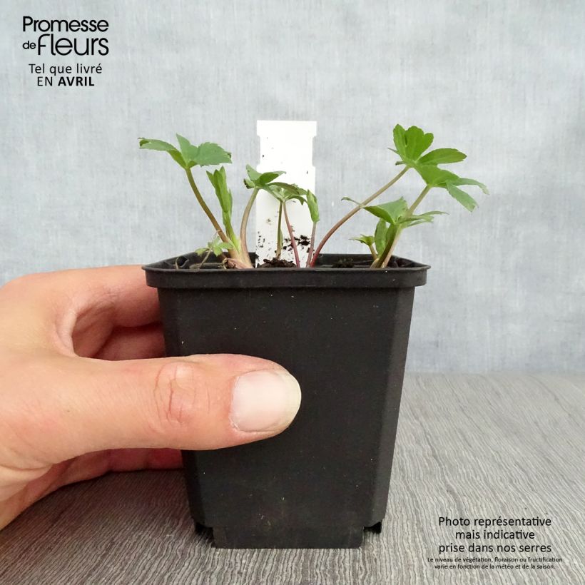 Exemplaar van Astrantia major Venice - Zeeuws knoopje Kweekpotje van 8/9 cm zoals geleverd in de lente