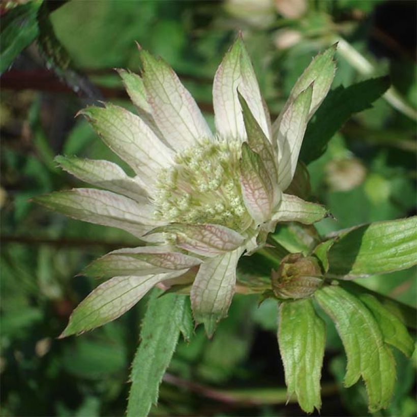 Astrantia major Princesse Sturdza - Zeeuws knoopje (Bloei)