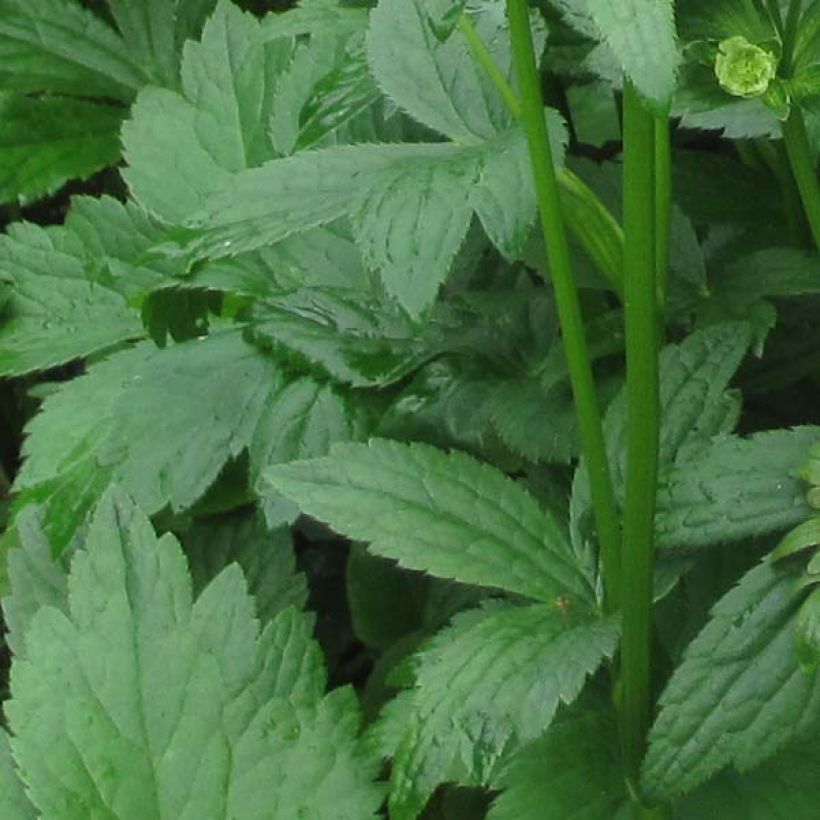 Astrantia major Star of Billion - Zeeuws knoopje (Foliage)