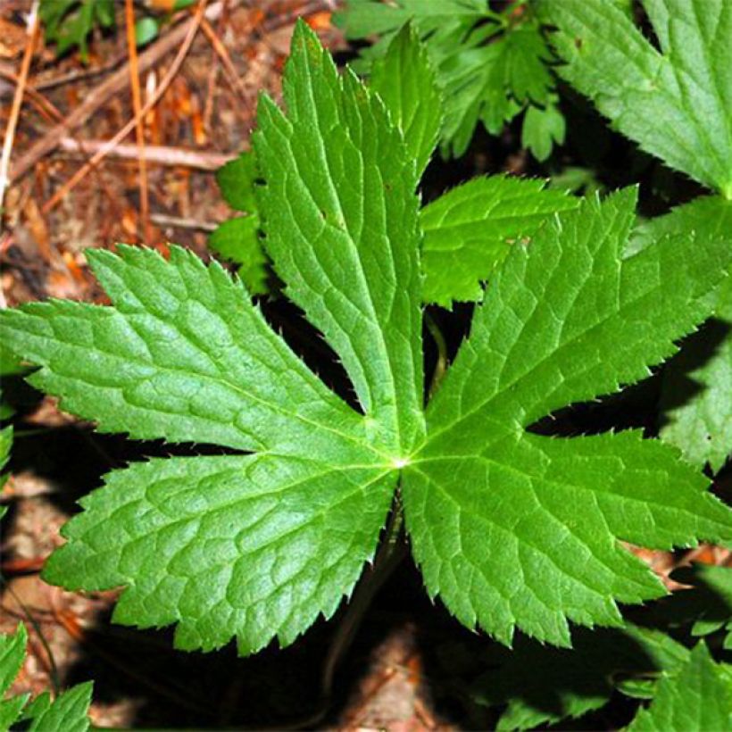 Astrantia major - Zeeuws knoopje (Foliage)