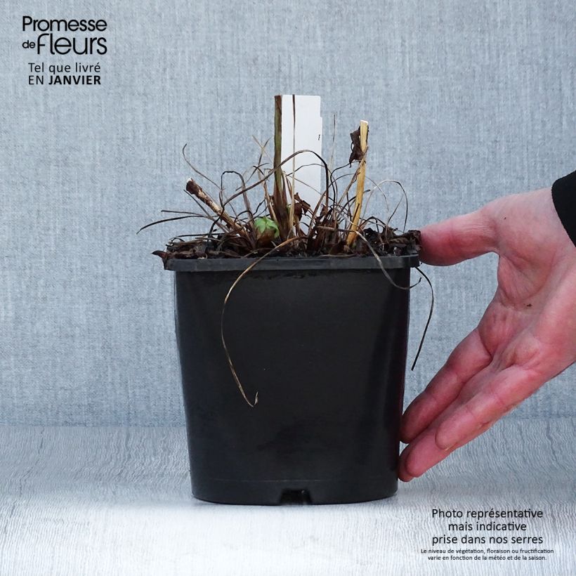 Example of Astrantia major Cerise Button - Grande astrance Pot van 2 l/3 l as you get in hiver