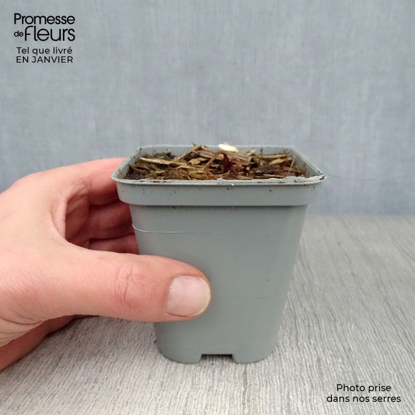 Example of Astrantia major - Zeeuws knoopje Kweekpotje van 8/9 cm as you get in hiver