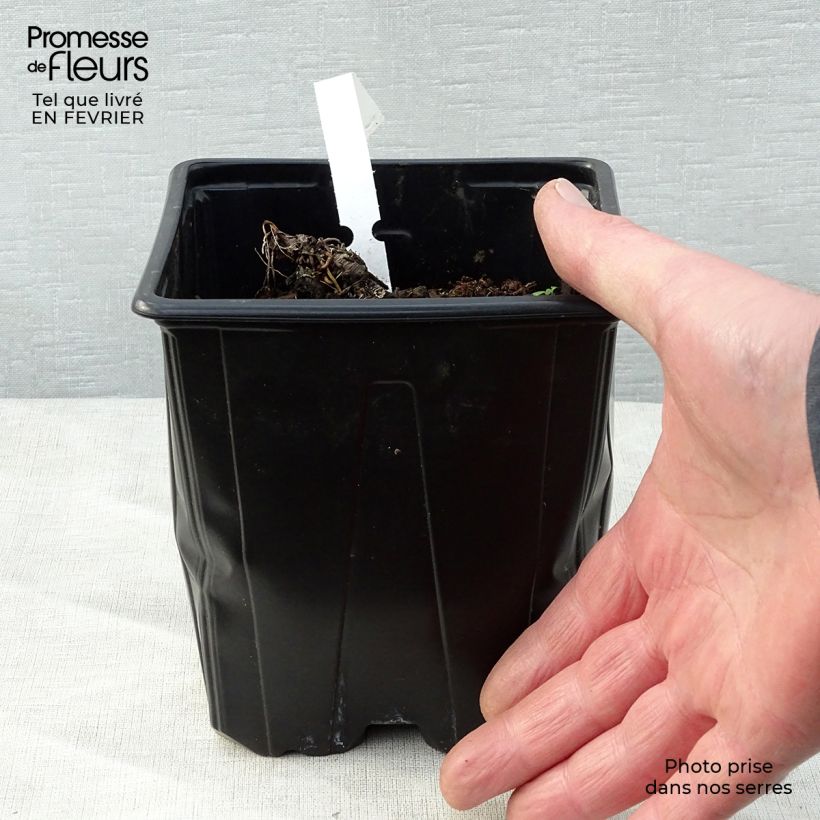 Example of Astrantia major - Zeeuws knoopje Pot van 2 l/3 l as you get in hiver