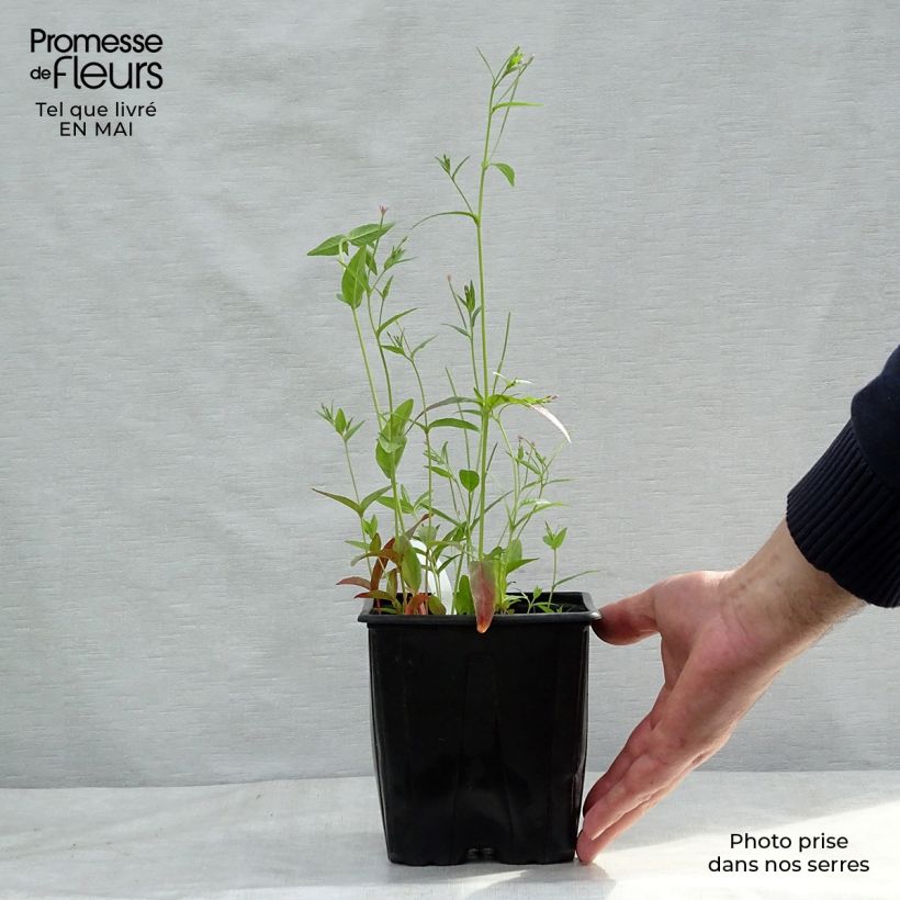 Exemplaar van Astrantia major - Zeeuws knoopje Pot van 2 l/3 l zoals geleverd in de lente