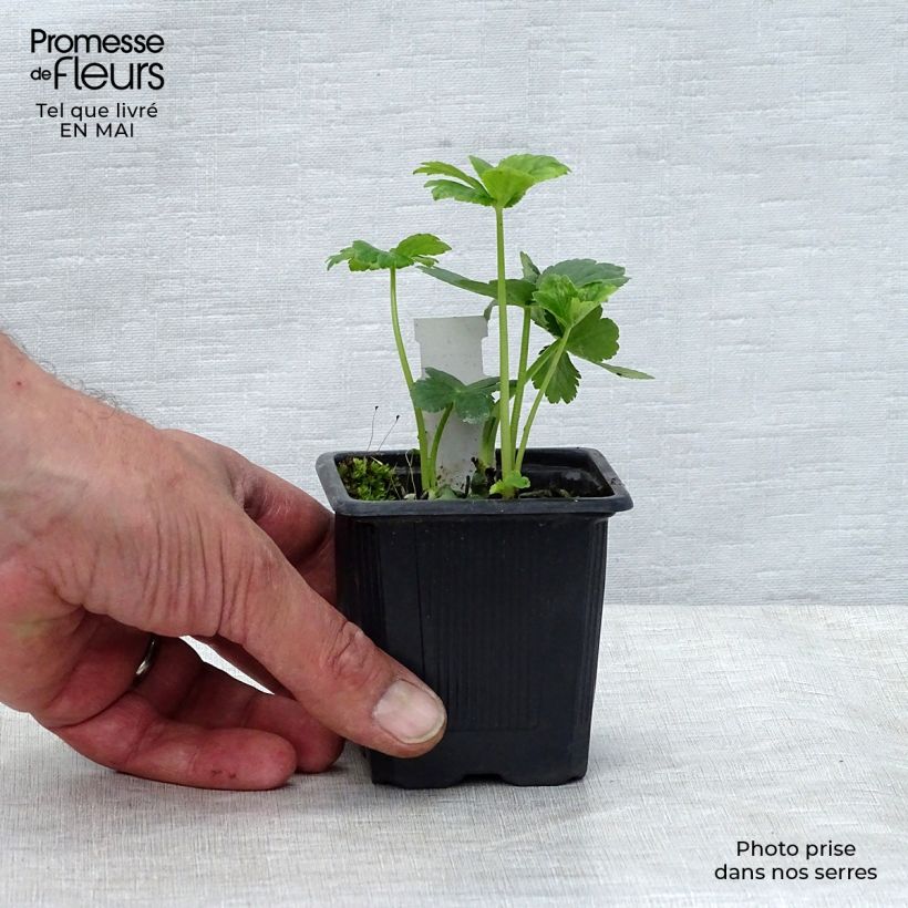 Exemplaar van Astrantia major - Zeeuws knoopje Kweekpotje van 8/9 cm zoals geleverd in de lente