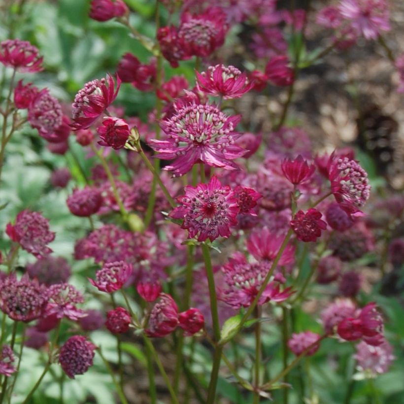 Astrantia major Lars - Zeeuws knoopje (Bloei)