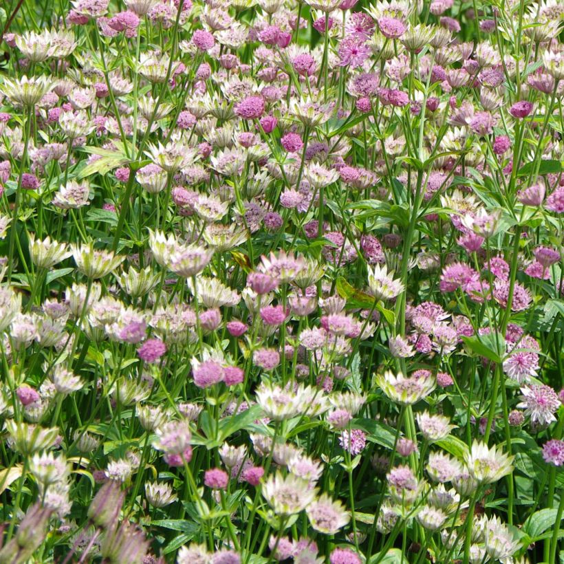 Astrantia major Pink Pride - Zeeuws knoopje (Flowering)