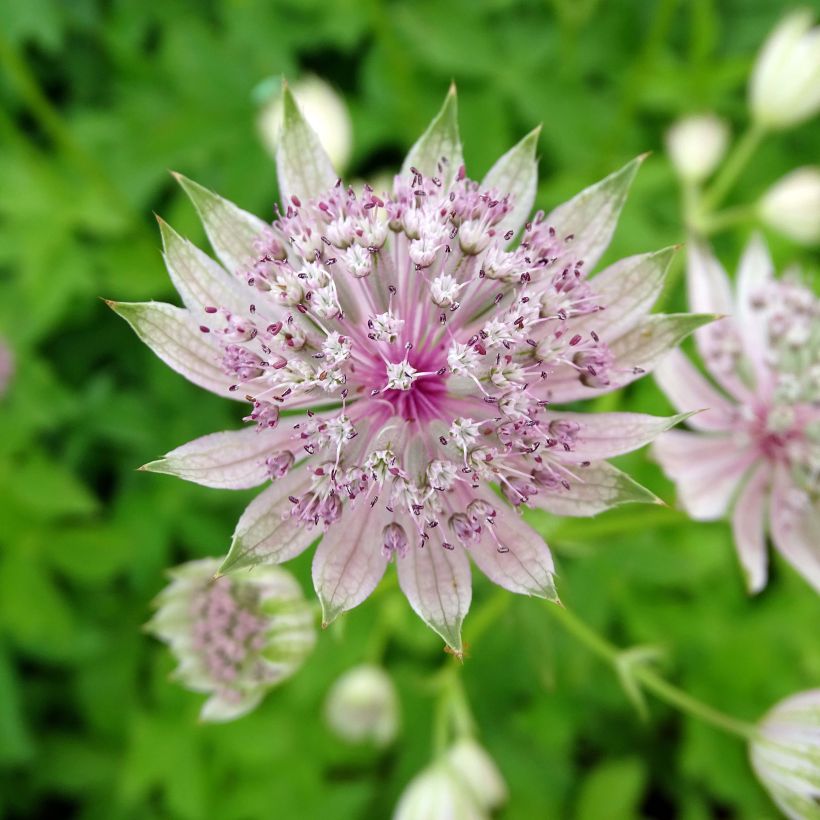 Astrantia major Pink Sensation - Zeeuws knoopje (Bloei)