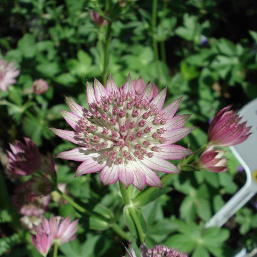 Astrantia major Roma - Zeeuws knoopje (Flowering)
