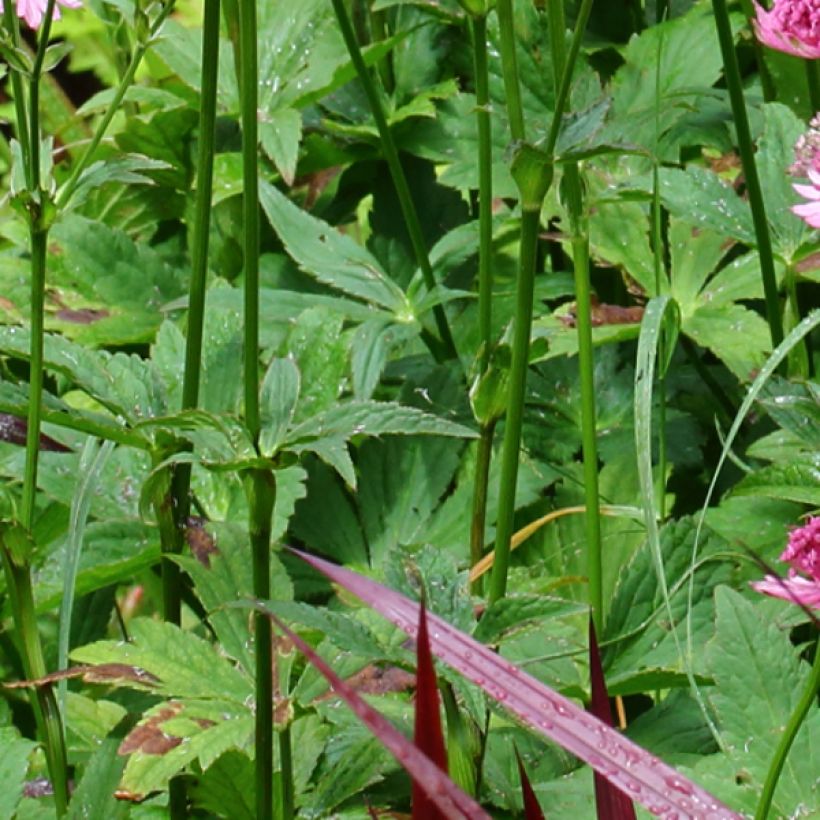 Astrantia major Rosensinfonie - Zeeuws knoopje (Foliage)