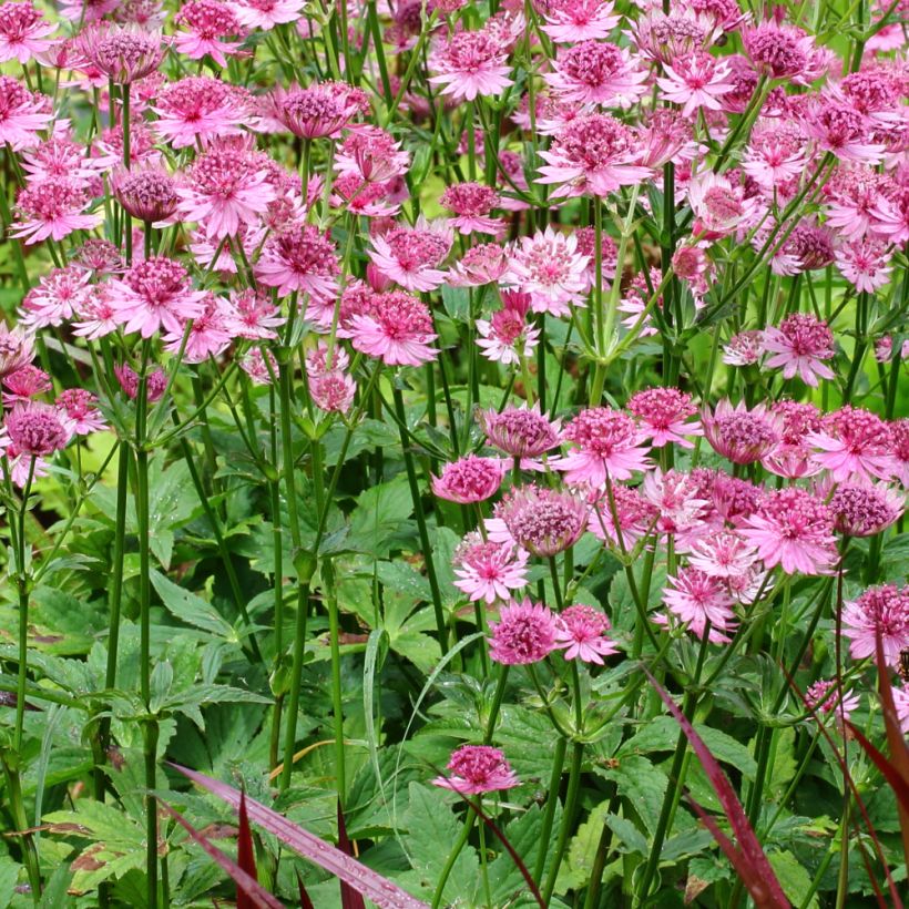 Astrantia major Rosensinfonie - Zeeuws knoopje (Plant habit)