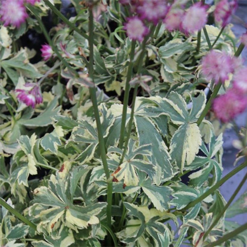 Astrantia major Star of Magic - Zeeuws knoopje (Blad)