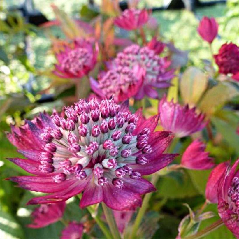 Astrantia major Star of Treasure - Zeeuws knoopje (Bloei)