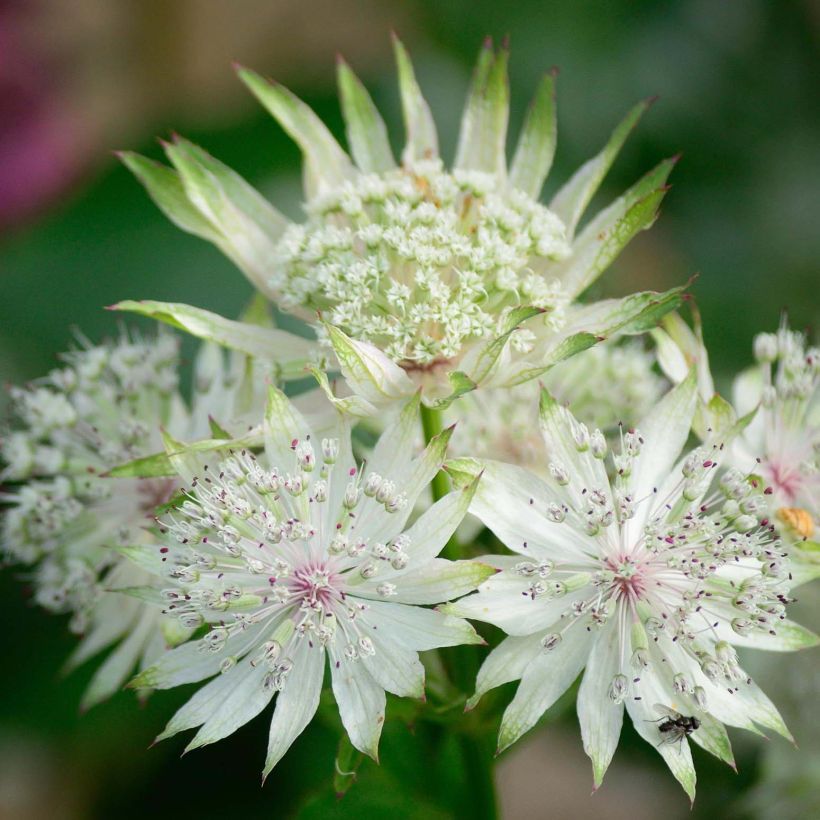 Astrantia major White Giant - Zeeuws knoopje (Flowering)
