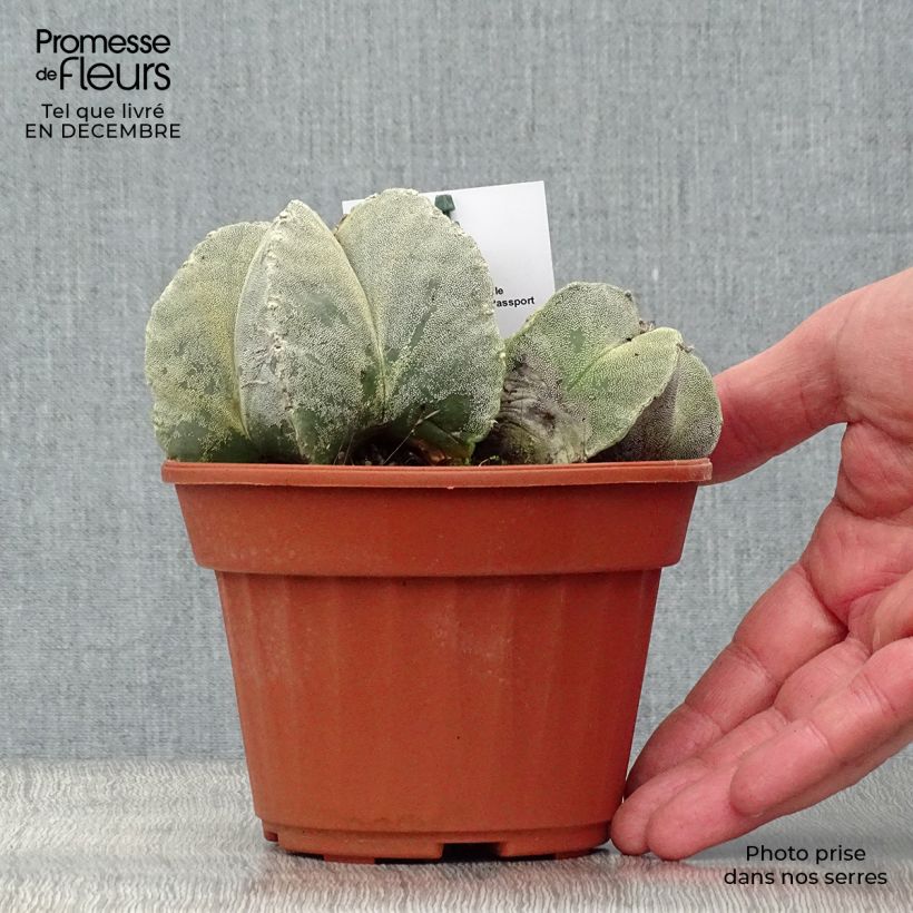 Example of Astrophytum myriostigma - Bonnet d'evêque Pot van 12 cm / 13 cm as you get in hiver