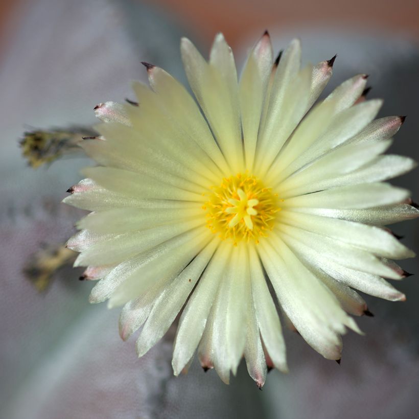 Astrophytum myriostigma - Bisschopsmuts (Bloei)