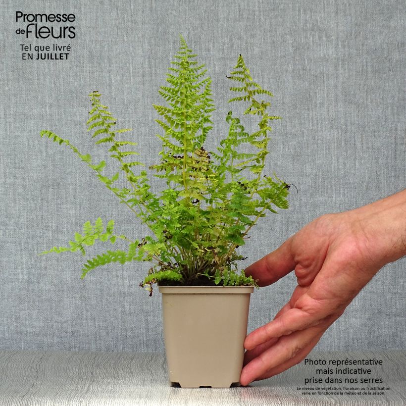 Exemplaar van Athyrium filix-femina - Wijfjesvaren Kweekpotje van 8/9 cm zoals geleverd in de zomer