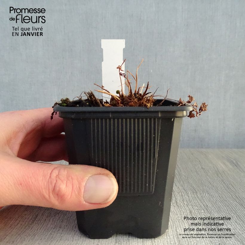 Example of Athyrium filix-femina - Fougère femelle Kweekpotje van 8/9 cm as you get in hiver