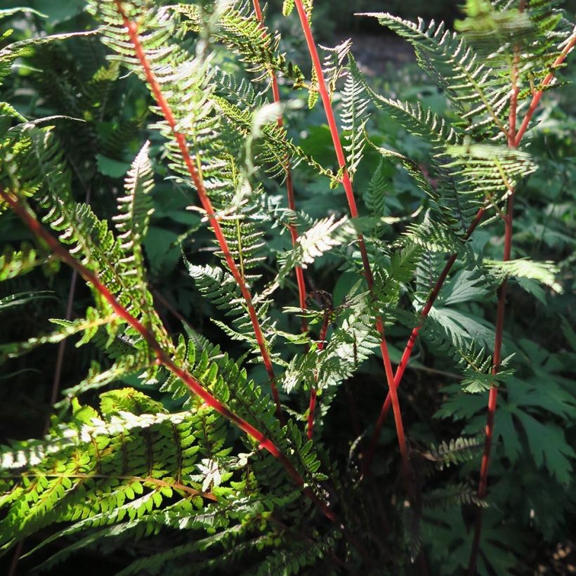 Athyrium filix-femina Lady in Red - Wijfjesvaren (Foliage)