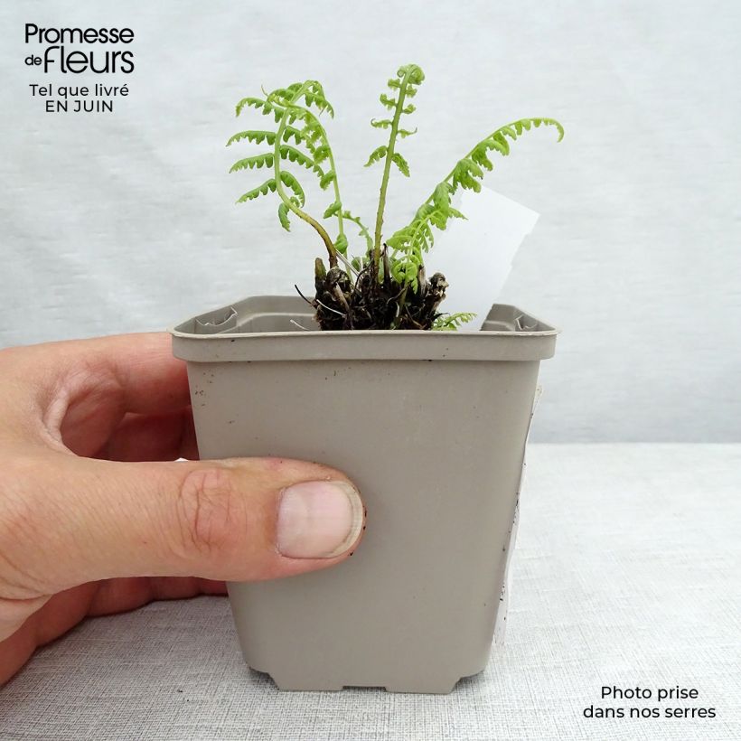 Exemplaar van Athyrium filix-femina Lady in Red - Wijfjesvaren Kweekpotje van 8/9 cm zoals geleverd in de zomer