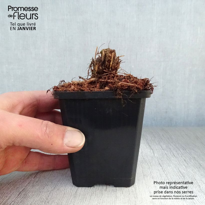 Example of Athyrium filix-femina Lady in Red - Fougère femelle Kweekpotje van 8/9 cm as you get in hiver