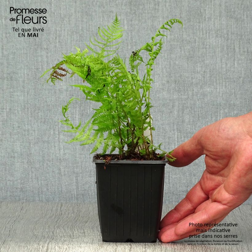 Exemplaar van Athyrium filix-femina Lady in Red - Wijfjesvaren Kweekpotje van 8/9 cm zoals geleverd in de lente