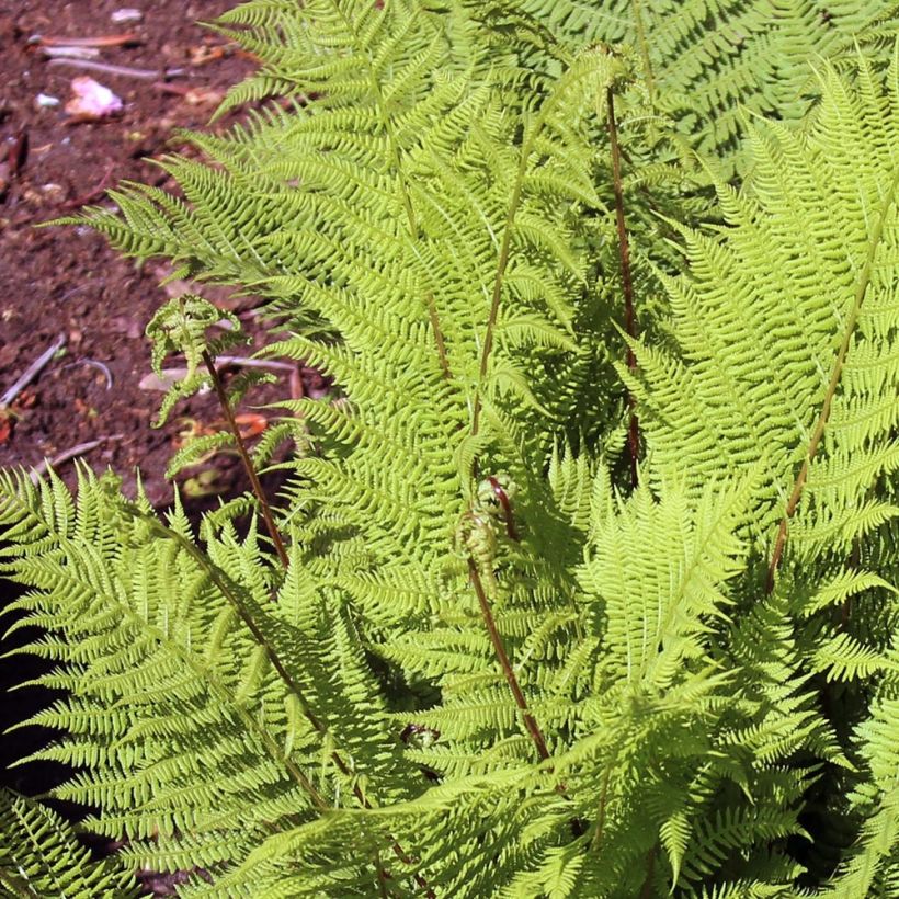 Athyrium filix-femina Rotstiel - Wijfjesvaren (Foliage)