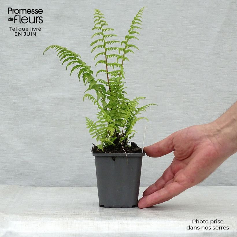 Exemplaar van Athyrium filix-femina Rotstiel - Wijfjesvaren Kweekpotje van 8/9 cm zoals geleverd in de zomer