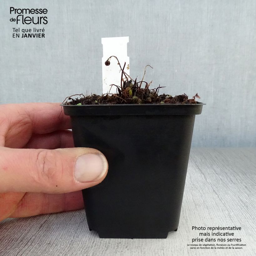 Example of Athyrium filix-femina Rotstiel - Fougère femelle Kweekpotje van 8/9 cm as you get in hiver