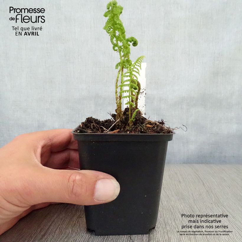 Exemplaar van Athyrium filix-femina Rotstiel - Wijfjesvaren Kweekpotje van 8/9 cm zoals geleverd in de lente