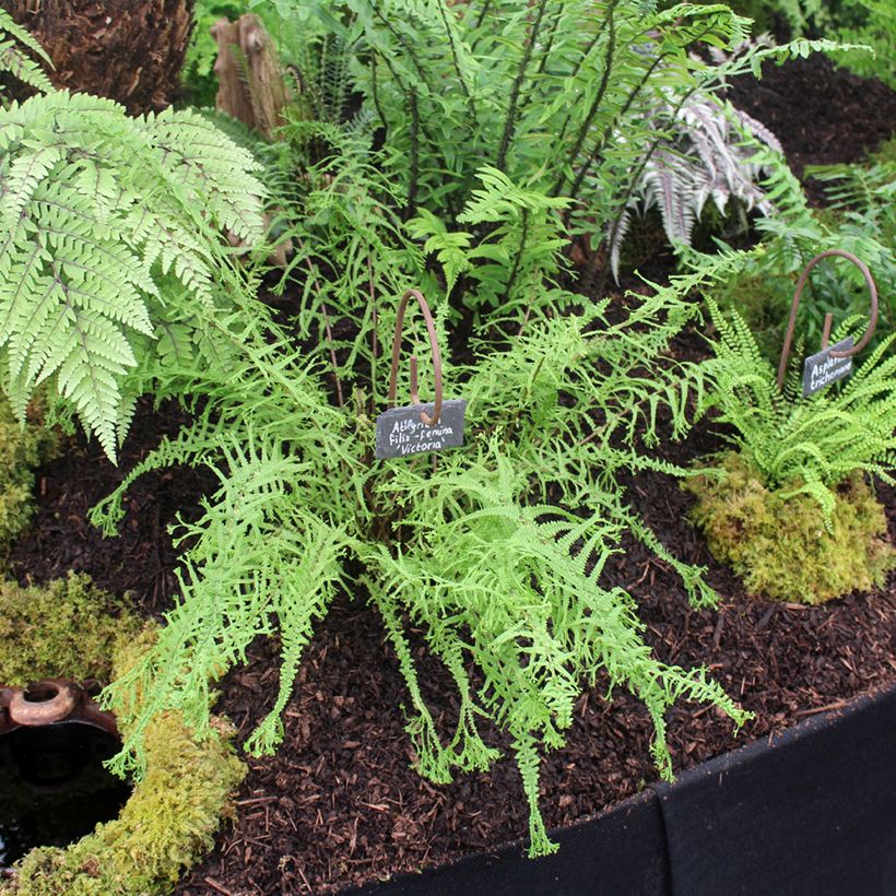 Athyrium filix-femina Victoriae - Wijfjesvaren (Groeiplaats)