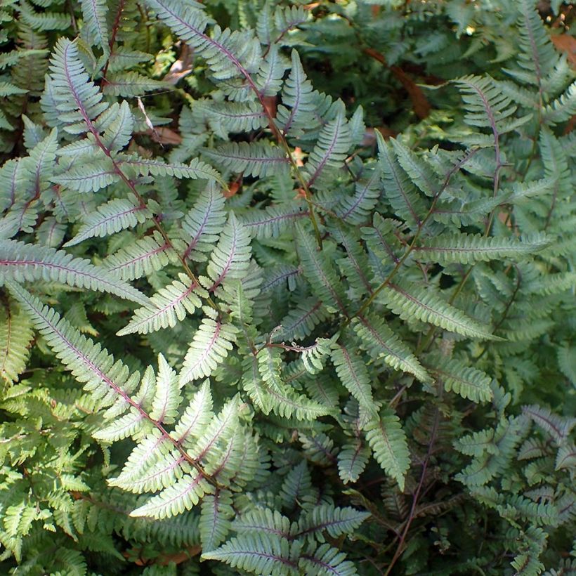 Athyrium niponicum Burgundy Lace - Japanse regenboogvaren (Plant habit)