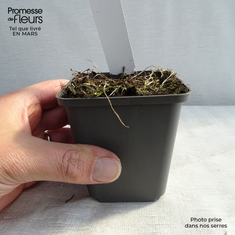 Example of Athyrium niponicum Burgundy Lace - Fougère japonaise Kweekpotje van 8/9 cm as you get in hiver