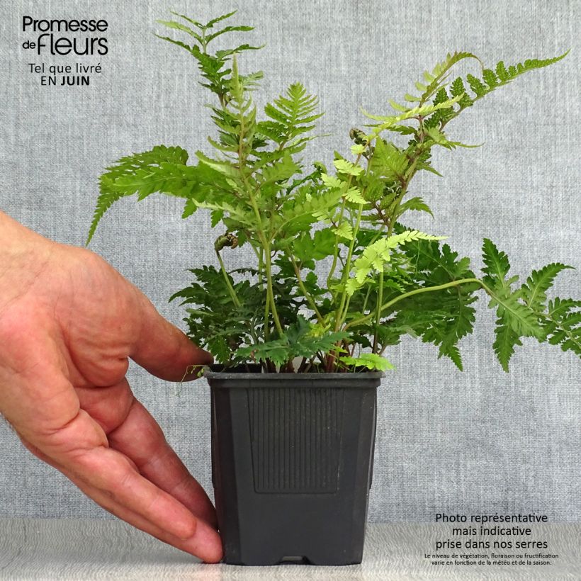 Exemplaar van Athyrium niponicum var. pictum - Japanse regenboogvaren Kweekpotje van 8/9 cm zoals geleverd in de zomer