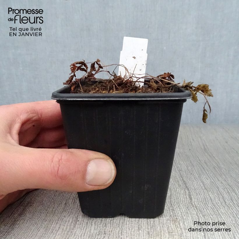 Example of Athyrium niponicum Pictum - Fougère japonaise Kweekpotje van 8/9 cm as you get in hiver