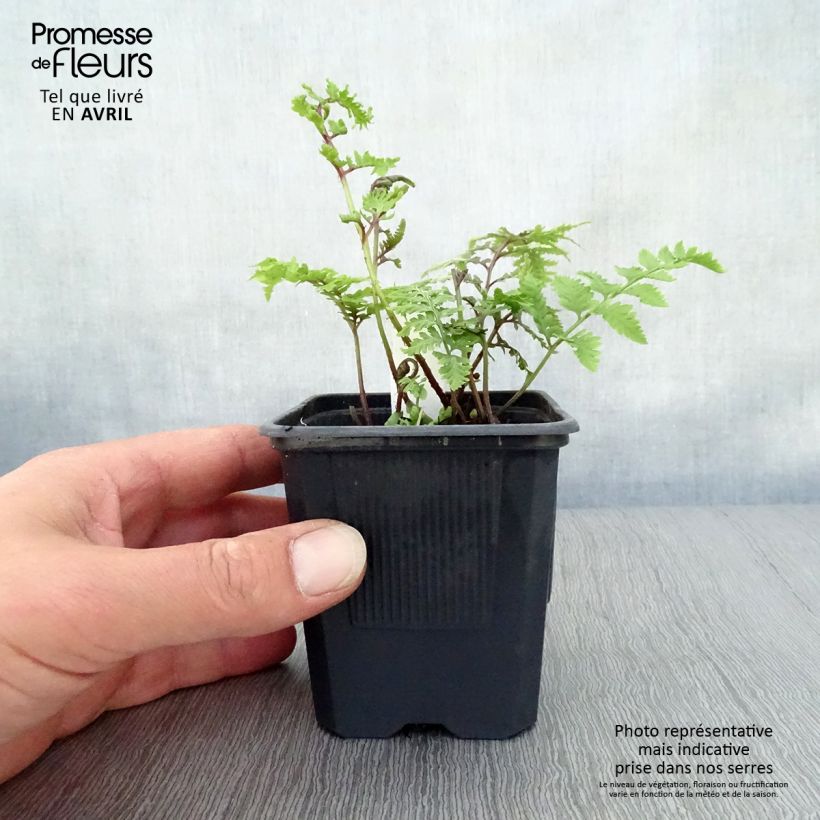 Exemplaar van Athyrium niponicum var. pictum - Japanse regenboogvaren Kweekpotje van 8/9 cm zoals geleverd in de lente